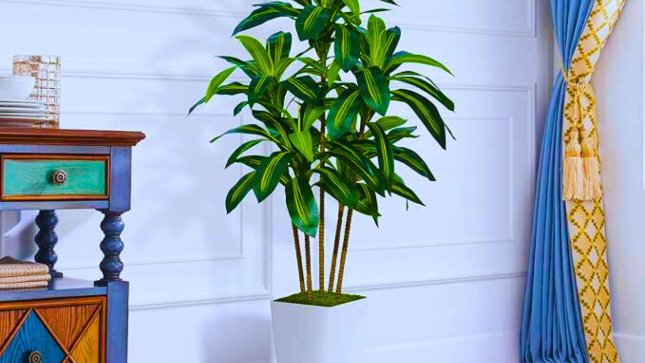 Dracaena