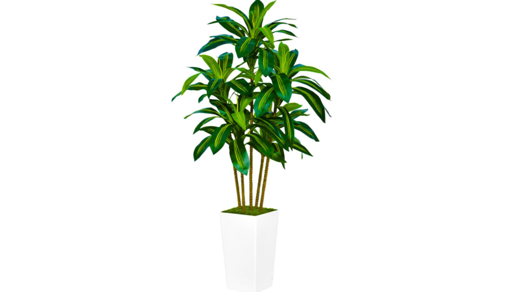 Dracaena