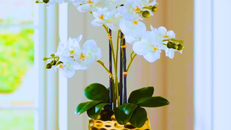 White Flower Phalaenopsis Orchid Plants: Beauty and Elegance All Year Round Room 23″ High